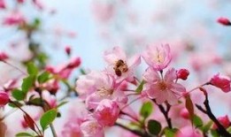 樱花最新更新爆料网站,网站更新揭秘新功能与亮点