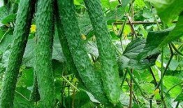 黄瓜农药爆料视频大全最新,最新爆料视频大全深度解析